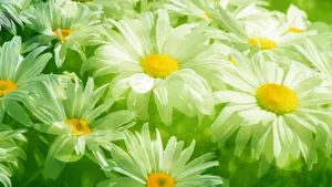 高清淡雅小雏菊图片_7