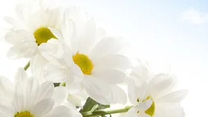 高清淡雅小雏菊图片_10