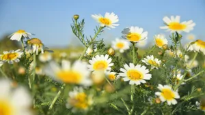 白色优雅雏菊花图片_9