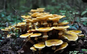野蘑菇图片_4
