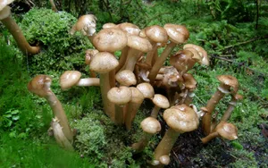 野蘑菇图片_6