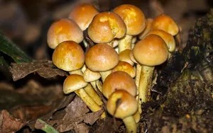 野蘑菇图片_8