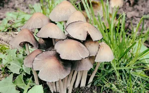野蘑菇图片_9