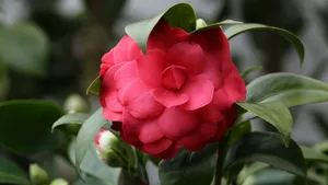 山茶花图片大全大图_2