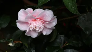 山茶花图片大全大图_3