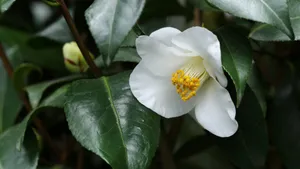 山茶花图片大全大图_4