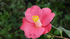 山茶花图片大全大图_5