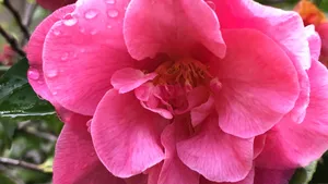 山茶花图片大全大图_6