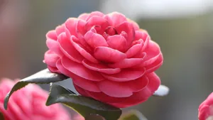 山茶花图片大全大图_8