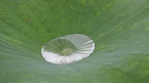 荷叶上的露珠图片_5