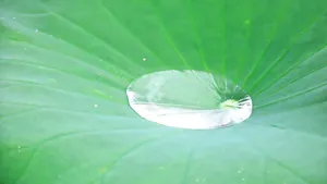 荷叶上的露珠图片_7