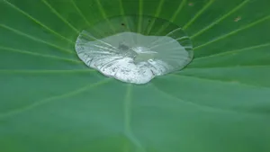 荷叶上的露珠图片_8