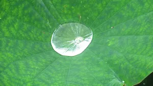荷叶上的露珠图片_11