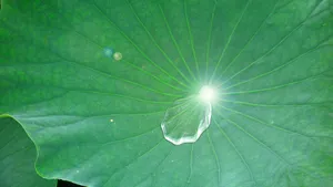 荷叶上的露珠图片_12