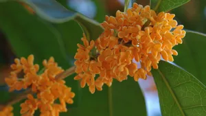 桂花图片大全大图_2