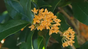 桂花图片大全大图_4