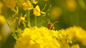 油菜花上的蜜蜂图片_4