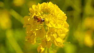 油菜花上的蜜蜂图片_5