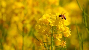油菜花上的蜜蜂图片_10