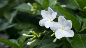 白色的茉莉花图片_2