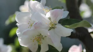 白色的茉莉花图片_4