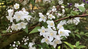 白色的茉莉花图片_5