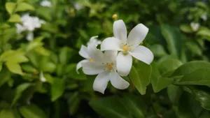 白色的茉莉花图片_6