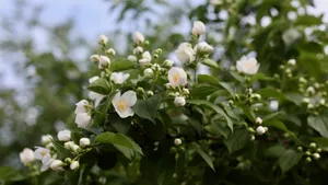 白色的茉莉花图片_7