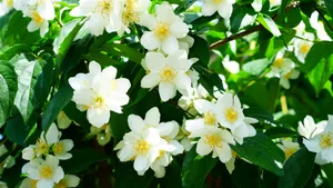 白色的茉莉花图片_8