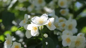 白色的茉莉花图片_9