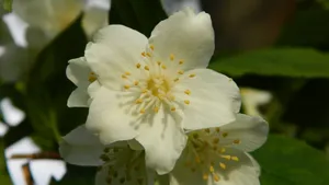 白色的茉莉花图片_10