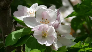白色的茉莉花图片_12