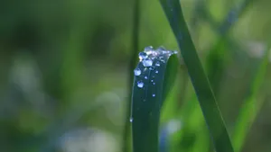 青草上的露珠图片_6