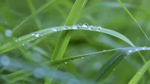 青草上的露珠图片_8