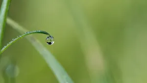 青草上的露珠图片_9