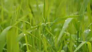青草上的露珠图片_12