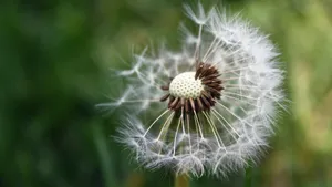白色的蒲公英毛毛图片大全_5