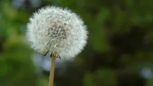 白色的蒲公英毛毛图片大全_6