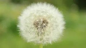 白色的蒲公英毛毛图片大全_7
