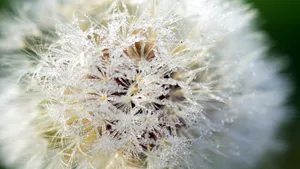 白色的蒲公英毛毛图片大全_8