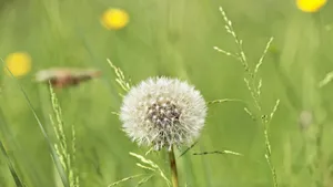白色的蒲公英毛毛图片大全_11
