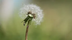白色的蒲公英毛毛图片大全_12