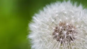 白色的蒲公英毛毛图片大全_13