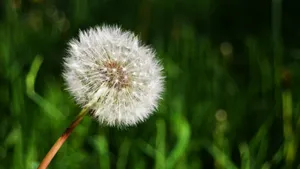 白色的蒲公英毛毛图片大全_14