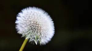 白色的蒲公英毛毛图片大全_15