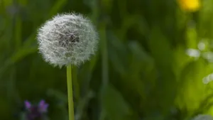 白色的蒲公英毛毛图片大全_16
