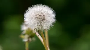白色的蒲公英毛毛图片大全_17