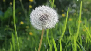 白色的蒲公英毛毛图片大全_18