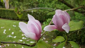 粉色玉兰花图片大全