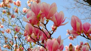 粉色玉兰花图片大全_2